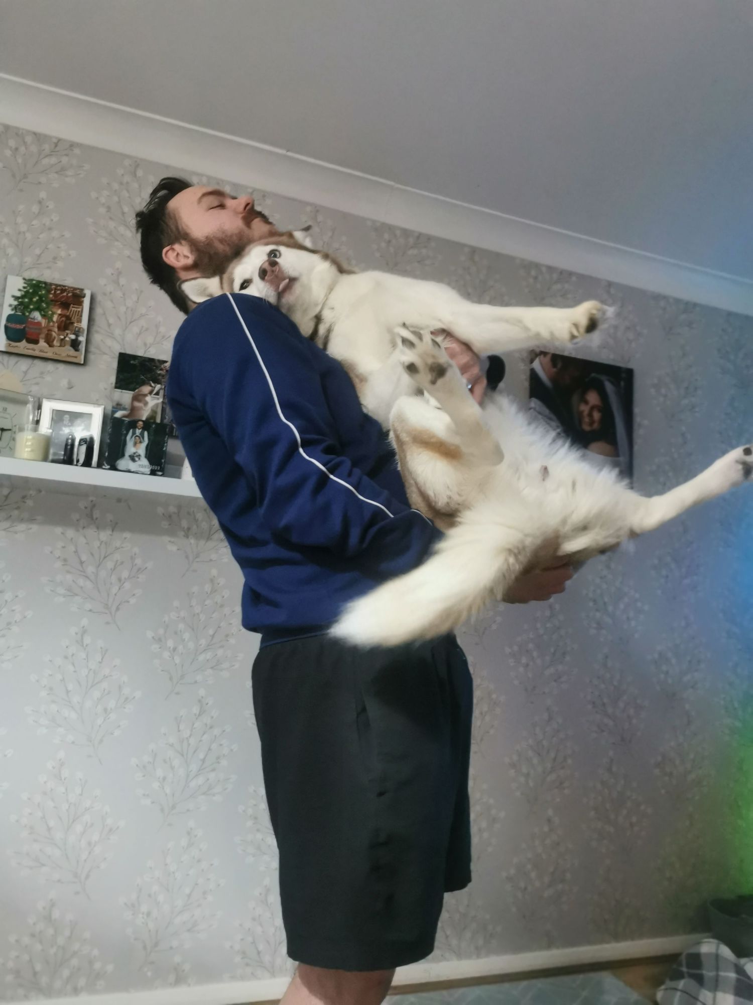 Man in blue hoodie playfully lifting a large white fluffy dog in a living room.