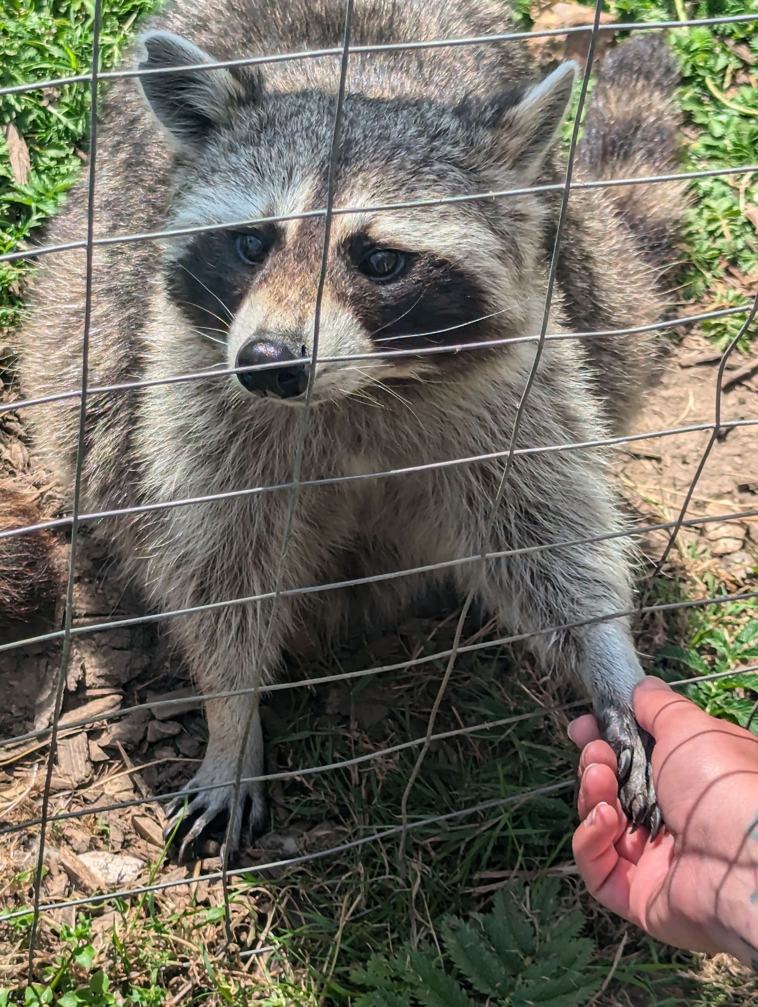 A raccoon reaching through a wire fence to touch a human hand outdoors.