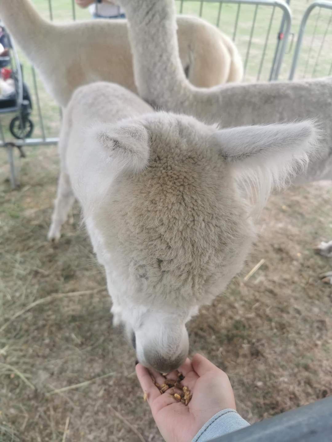 A fluffy white alpaca eating food from an outstretched human hand at an outdoor farm event.