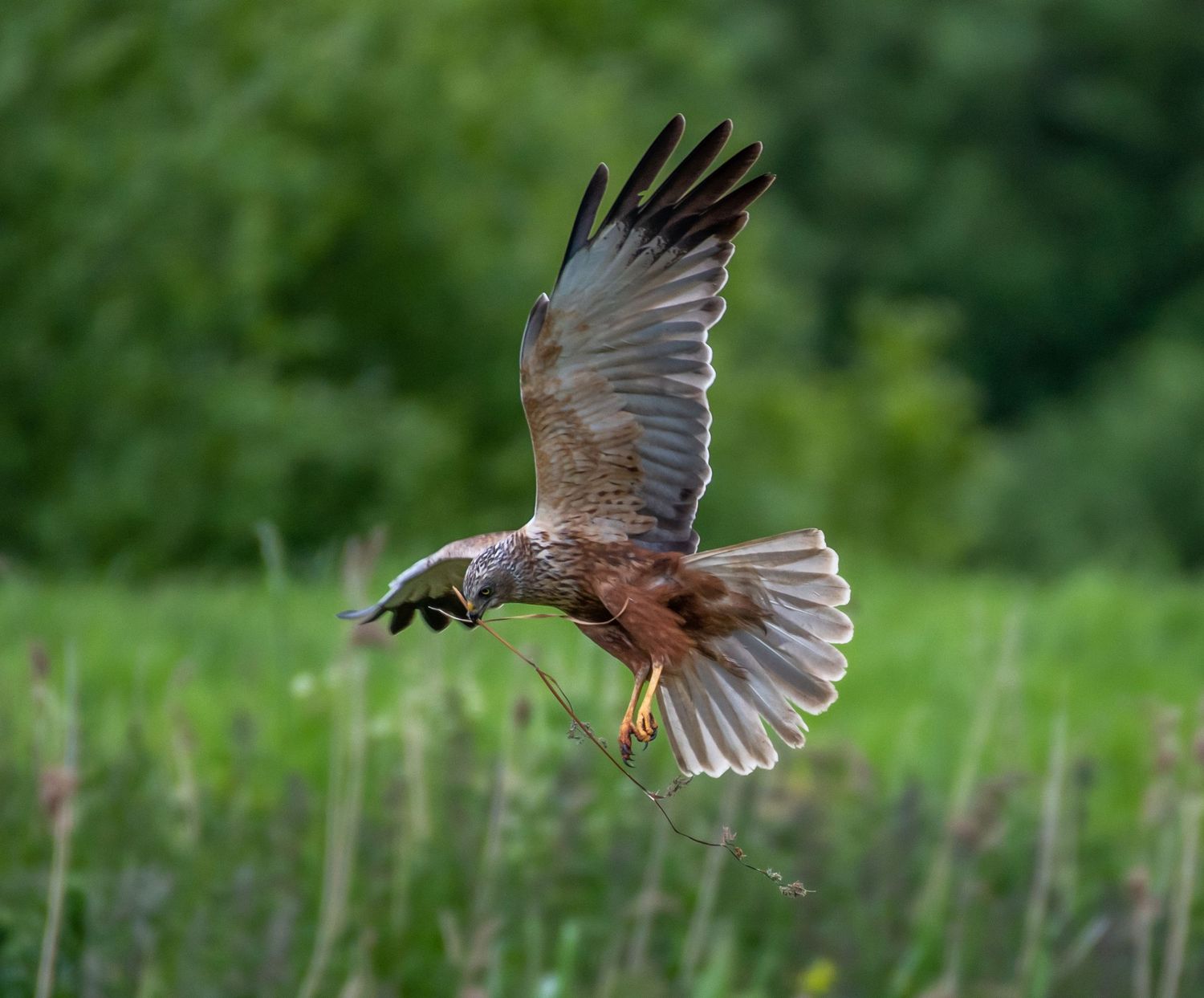 Marsh harrier bird of prey in flight over a green meadow with wings fully spread.