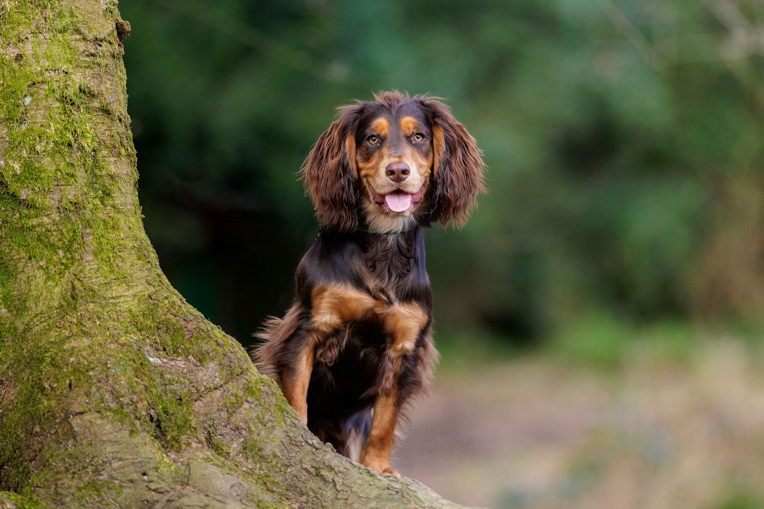 Natural outdoor dog portrait in Williamson Park Lancaster