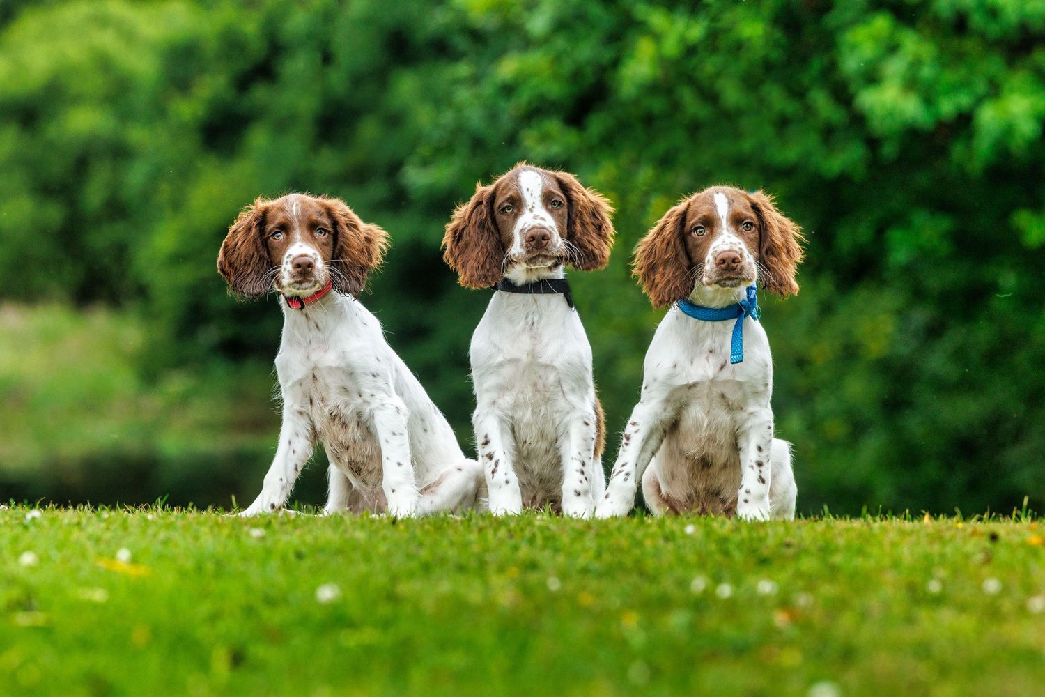 Outdoor dog photography Lancaster