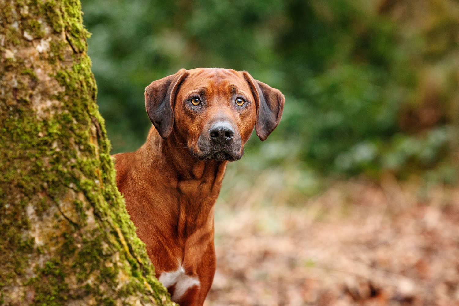 Dog peeping around tree in Williamson Park Lancaster