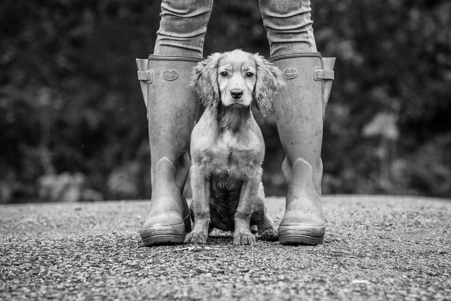 Outdoor dog and owner session - Williamson Park Lancaster