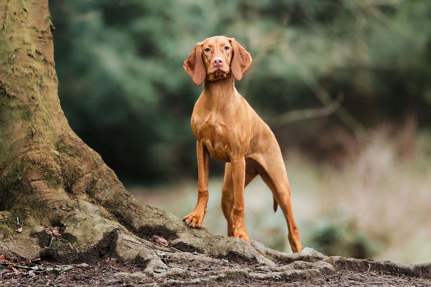This is Margot, a stunning Hungarian Vizsla photographed during a recent relaxed outdoor Dog Pawtrait session at Williamson Park Lancaster