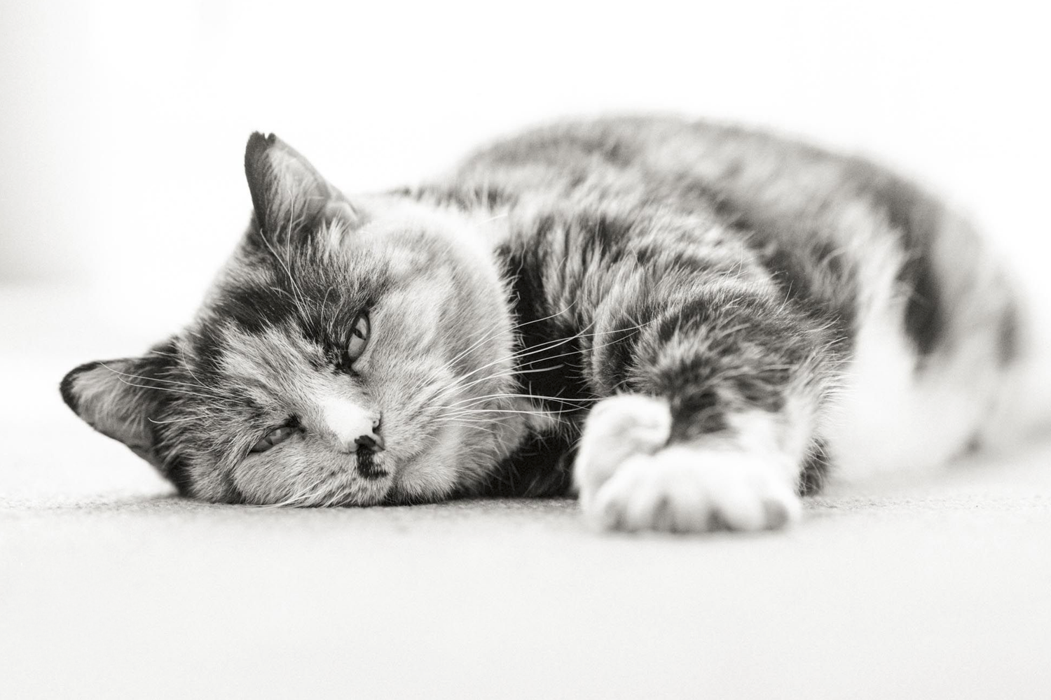 relaxed cat photographed at home in Lancaster UK