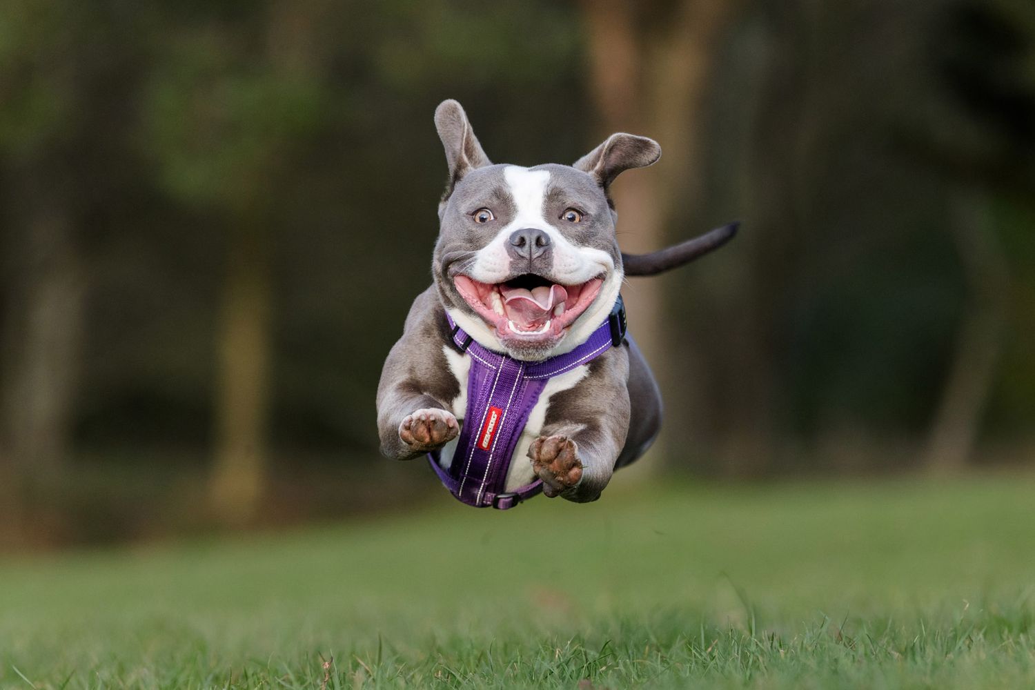 Staffordshire Bull terrier running towards camera - Williamson Park Lancaster