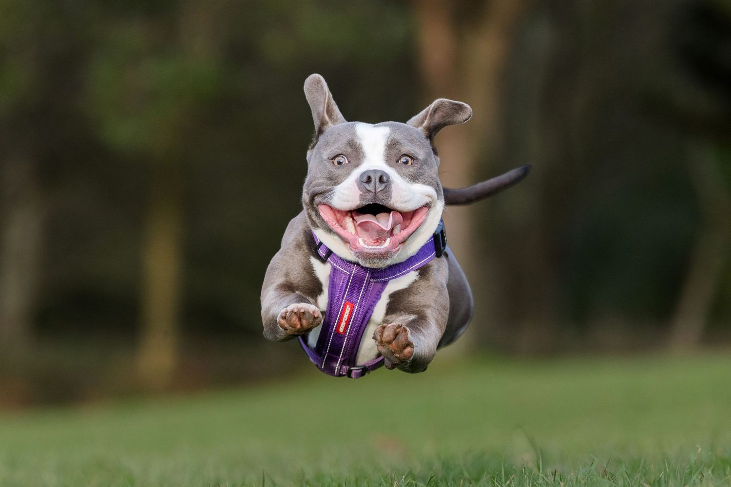 Staffordshire Bull Terrier running toward camera.  Dog Photography Williamson Park Lancaster