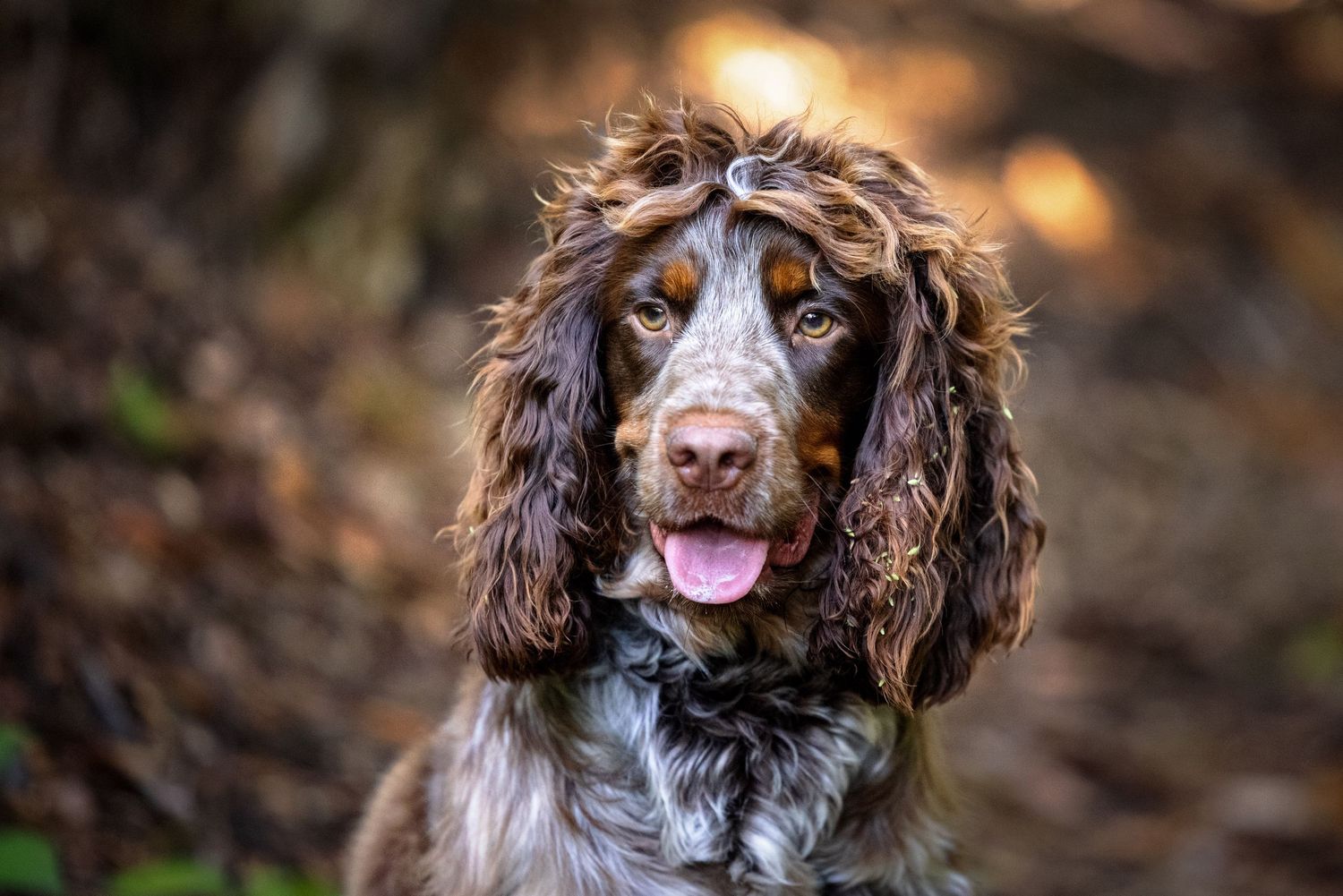 Relaxed dog portrait in Williamson Park Lancaster Lancashire