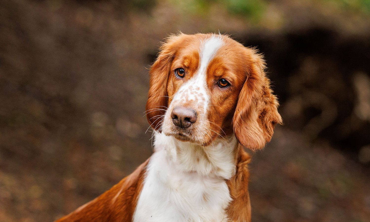 Close-up outdoor dog photo - Williamson Park Lancaster