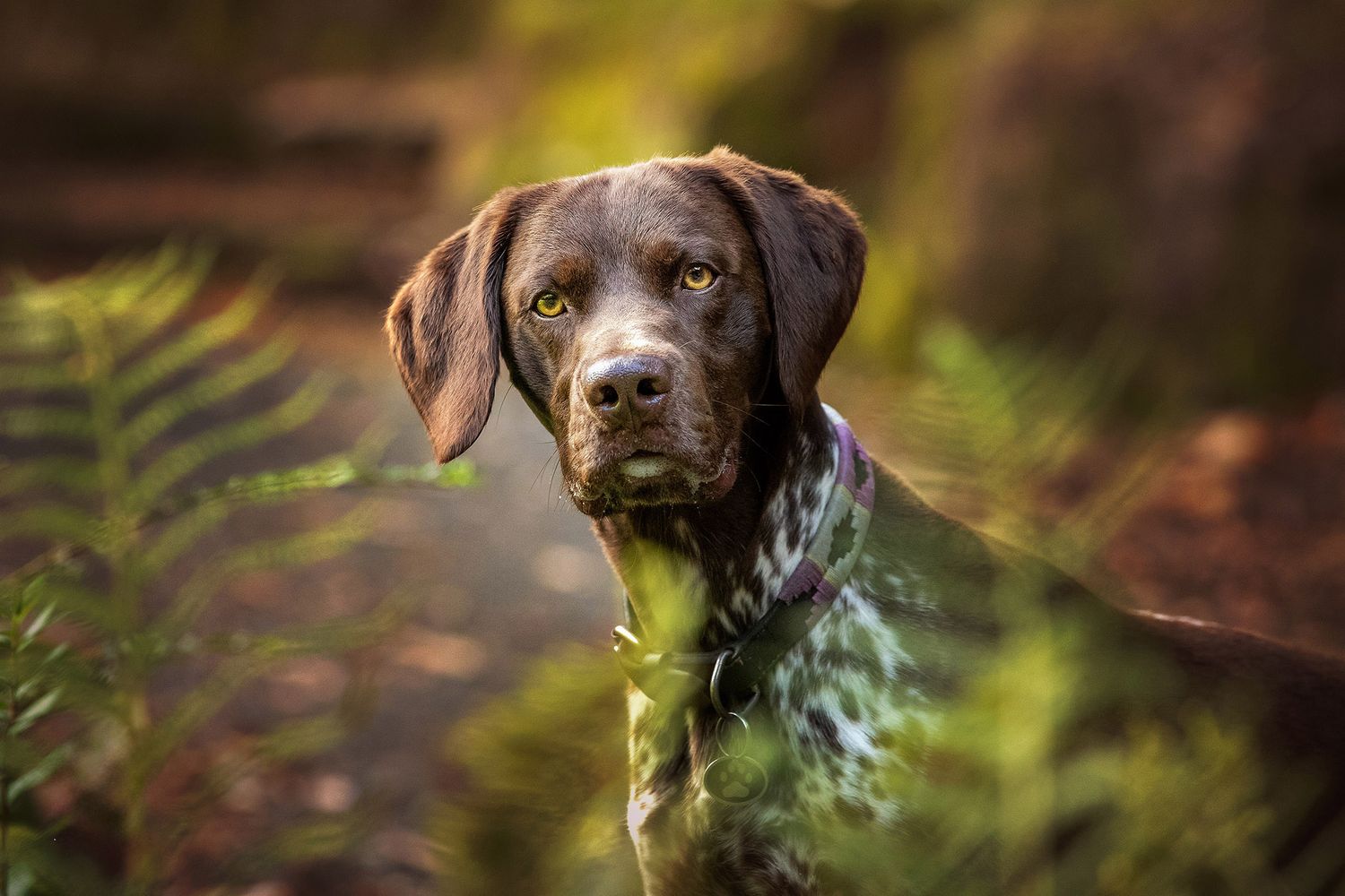 GSP dog in Williamson Park Lancaster near Ashton Memorial