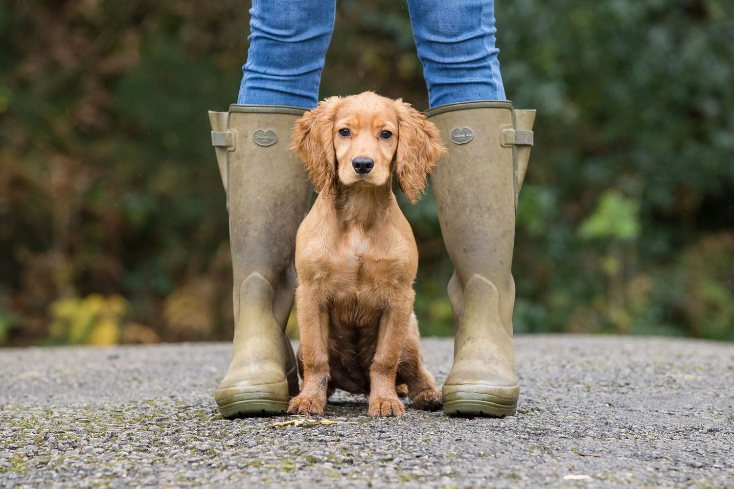 Spaniel sitting  between owners feet . Dog photography Williamson Park Lancaster