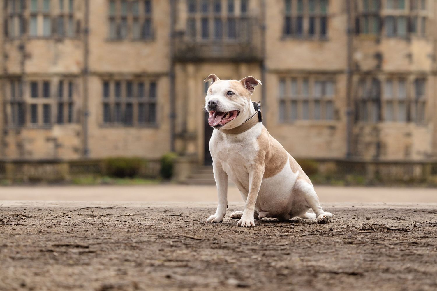 Urban Dog Photography in Lancaster