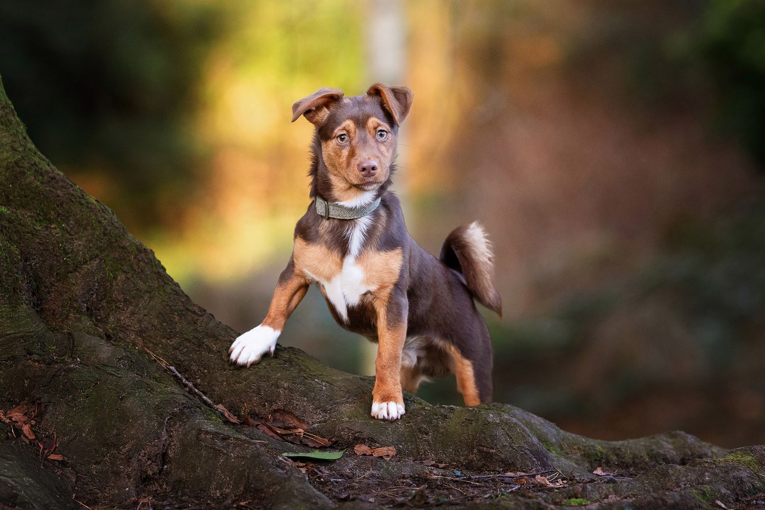 Dog posing on tree roots in Williamson Park Lancaster