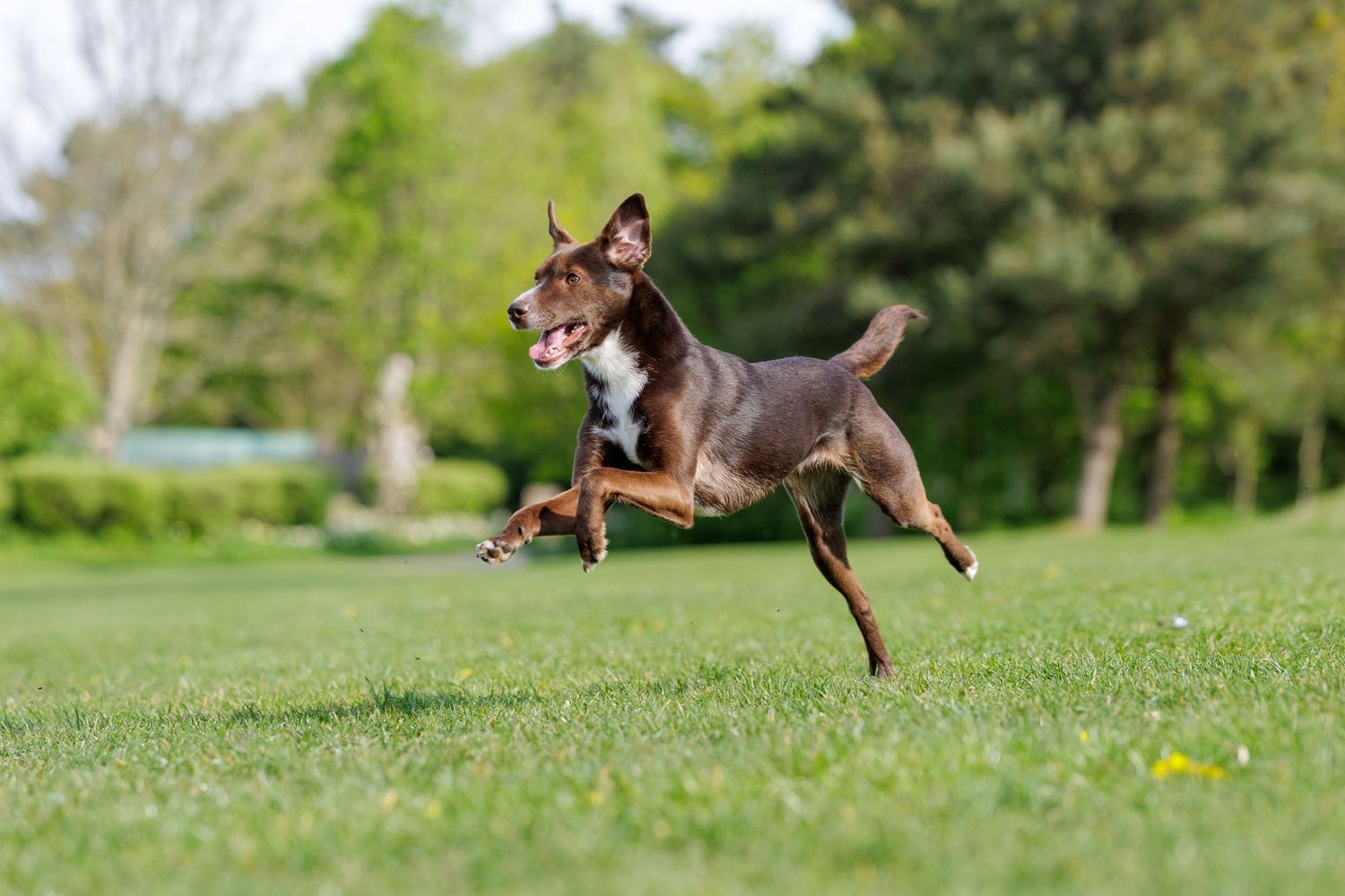 Fast action pet photography