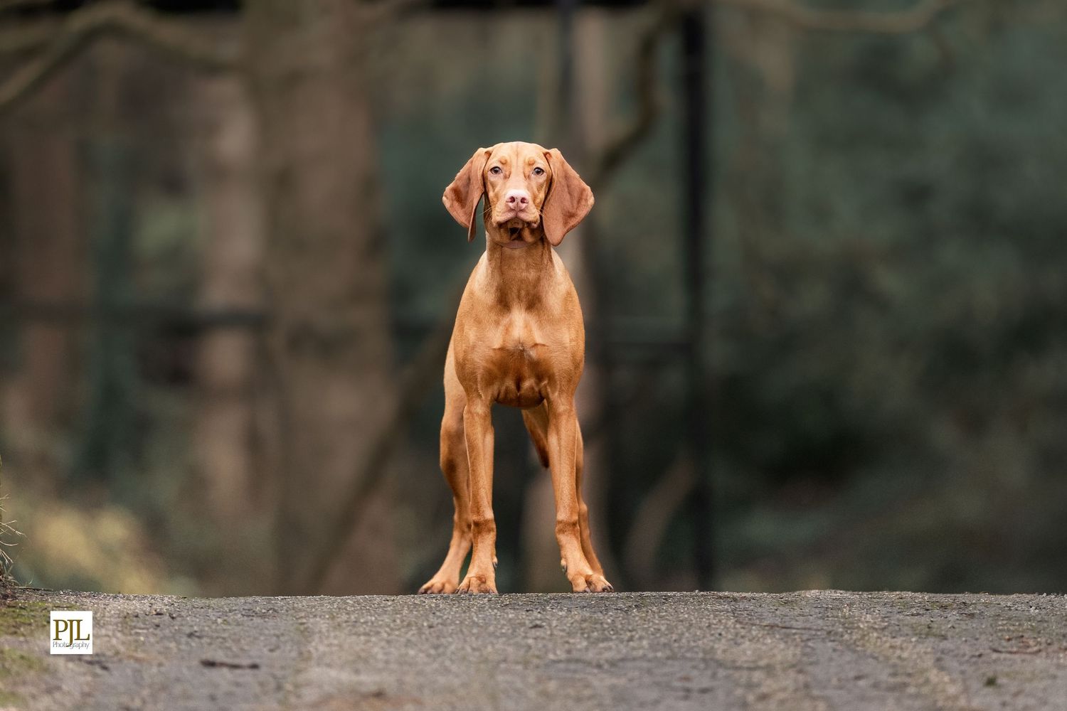 Hungarian Vizsla dog posing in Williamson Park