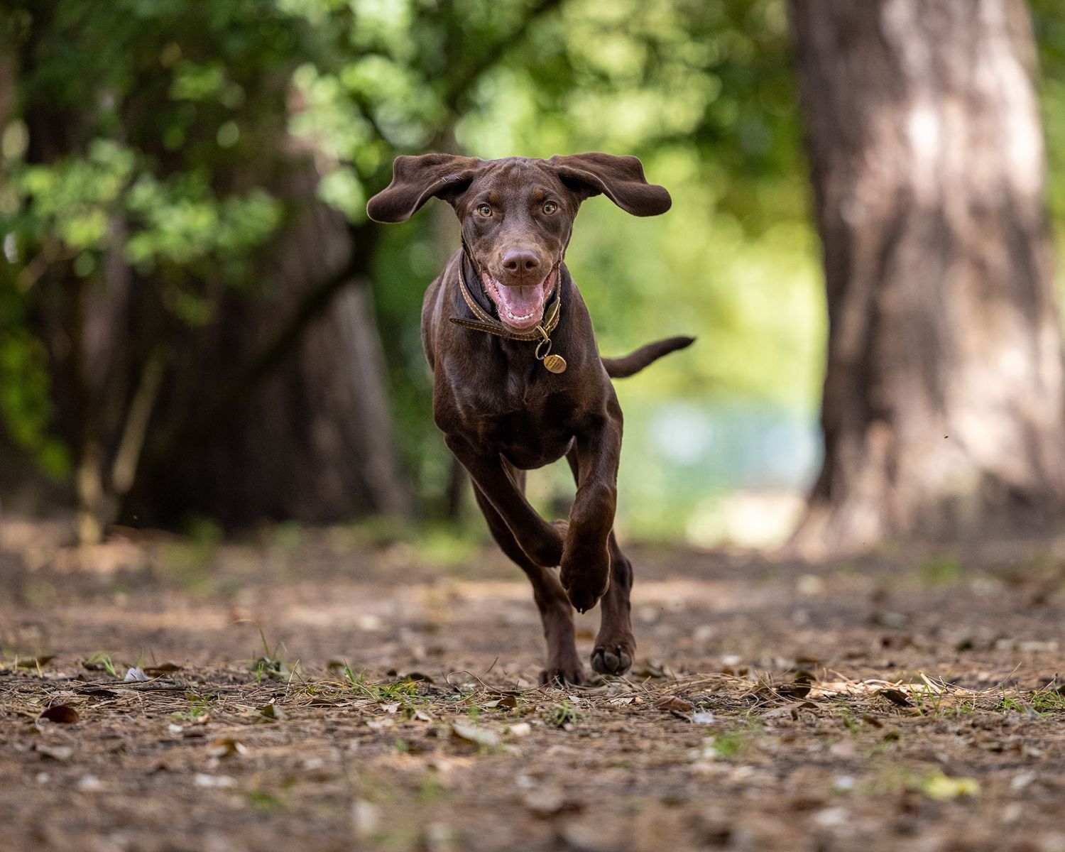 High-energy outdoor dog portrait
