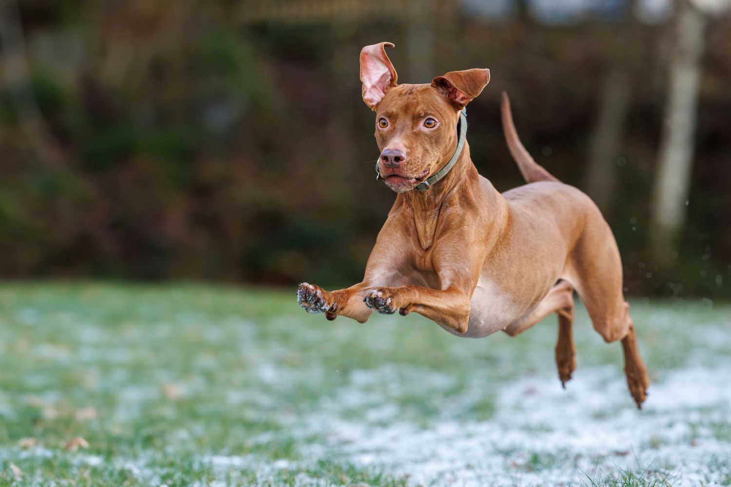Running dog action shot in snow - Williamson Park Lancaster