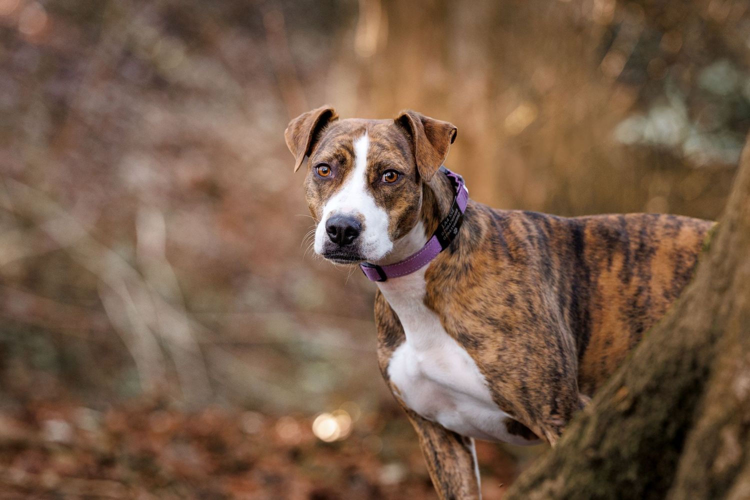Dog photoshoot in Morecambe woodland