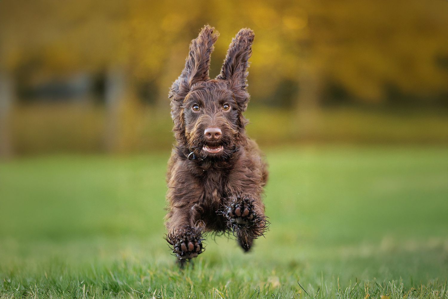 Dog running during action photoshoot
