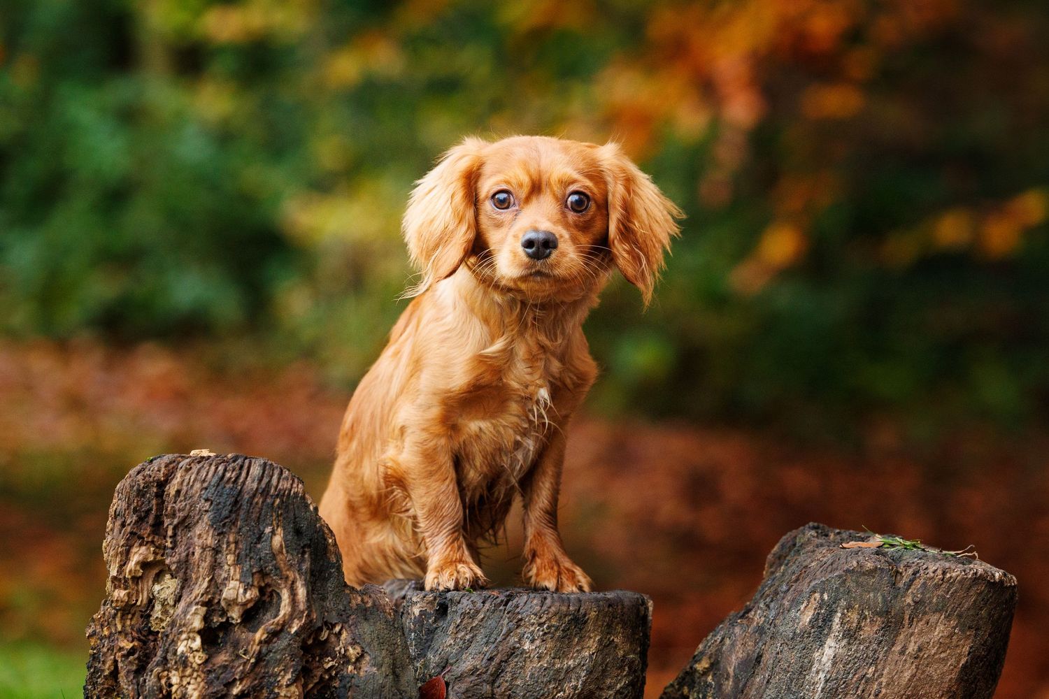 Dog in Williamson Park Lancaster Autumn scene