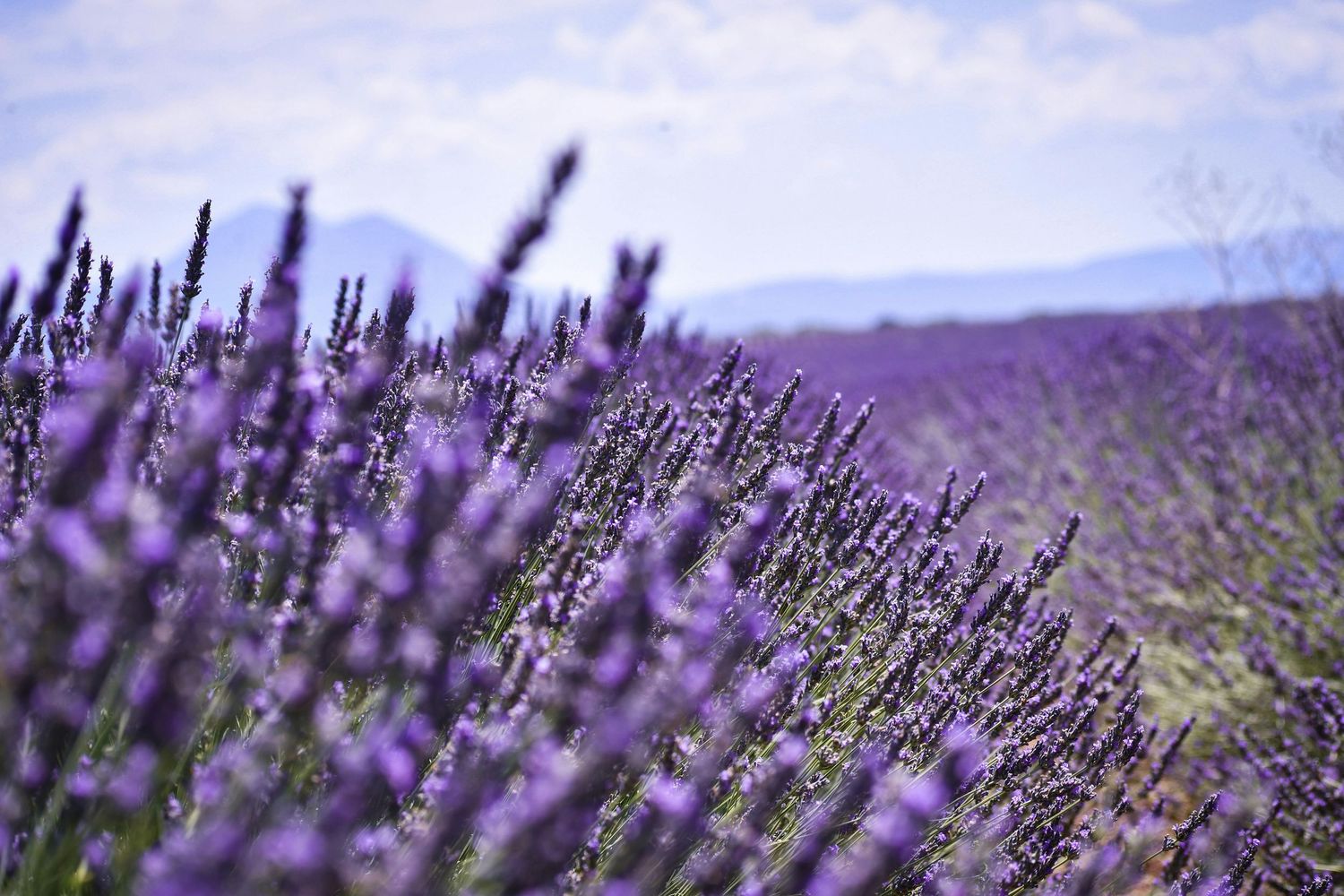 A vast field of vibrant purple lavender flowers in full bloom with mountains visible in the background.