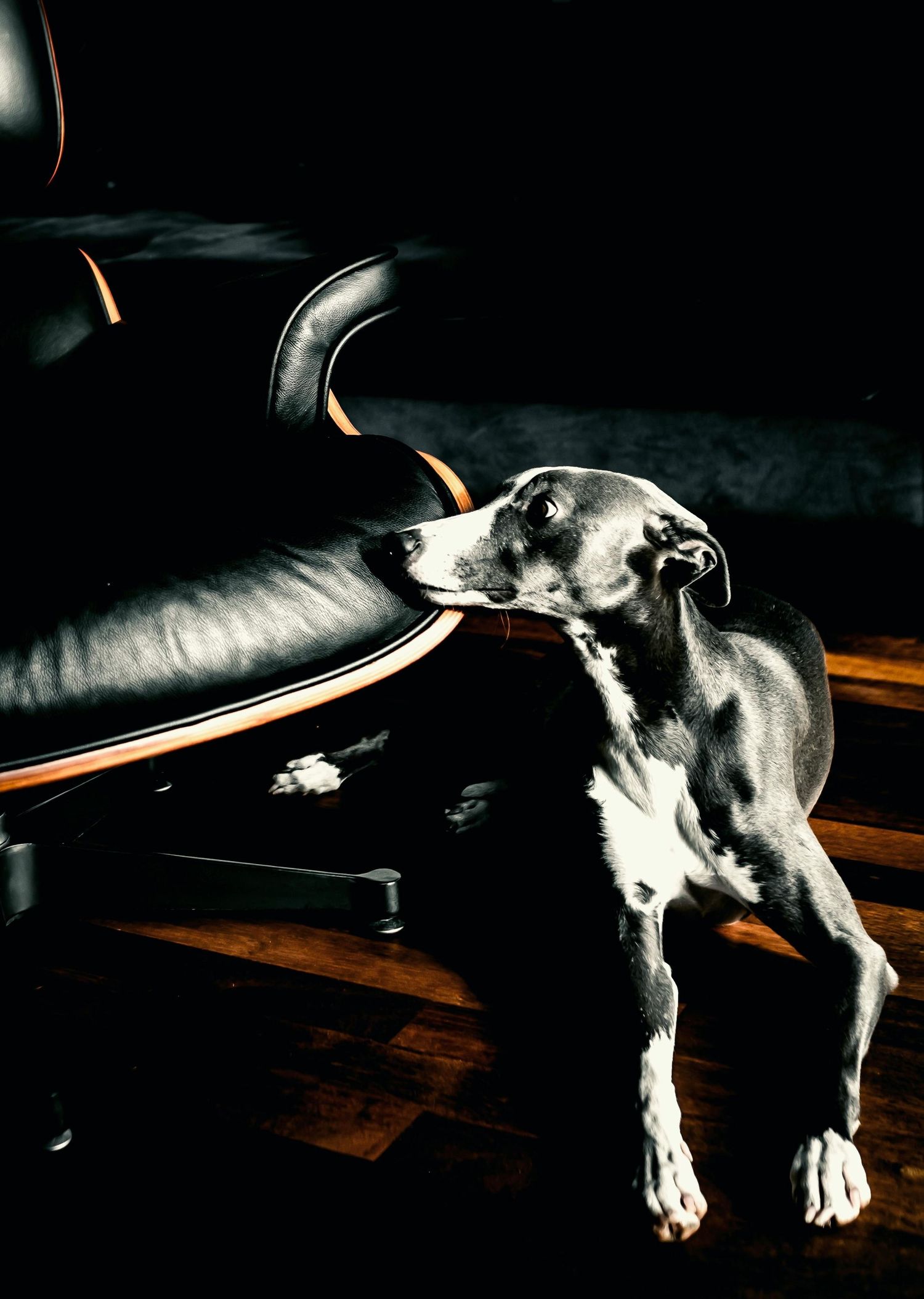 A sleek black leather and wood designer lounge chair alongside a grey and white whippet dog looking longingly at the leather upholstery.