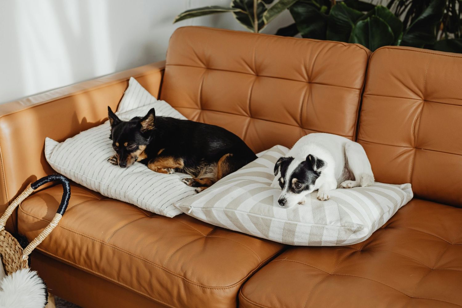 Leather lounge care and how to deal with pets on a leather lounge in Canberra. Shampoo, condition your leather lounge in Canberra regulary.