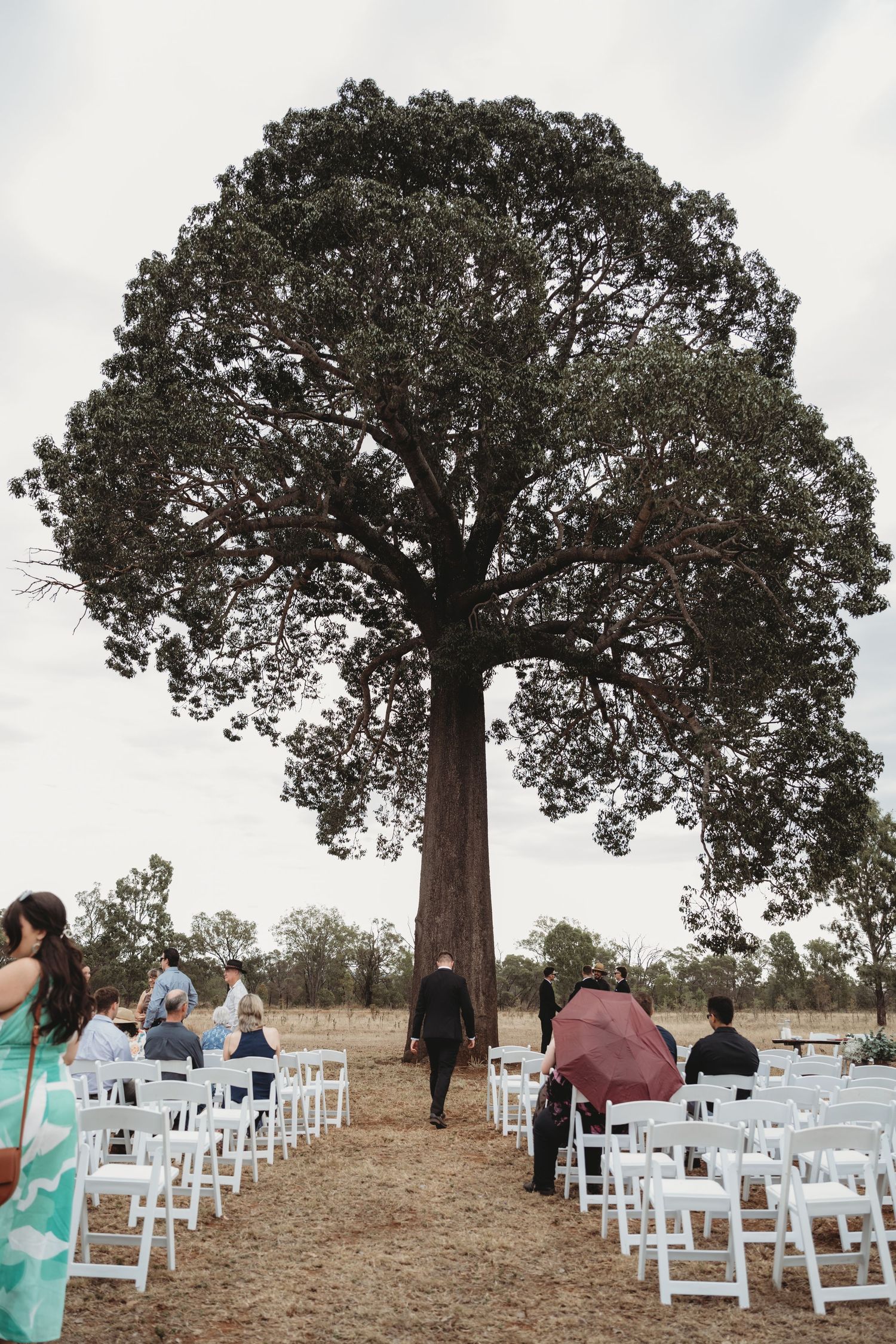 Wedding ceremony site with white chairs arranged beneath majestic oak tree.