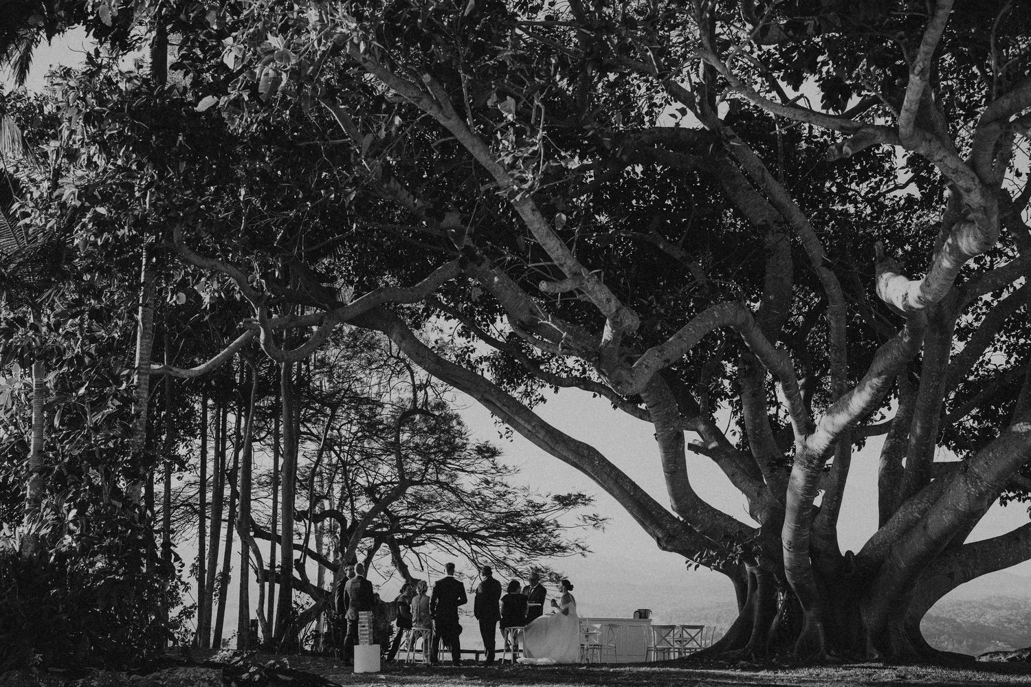 Scenic view of large trees at an outdoor wedding venue.