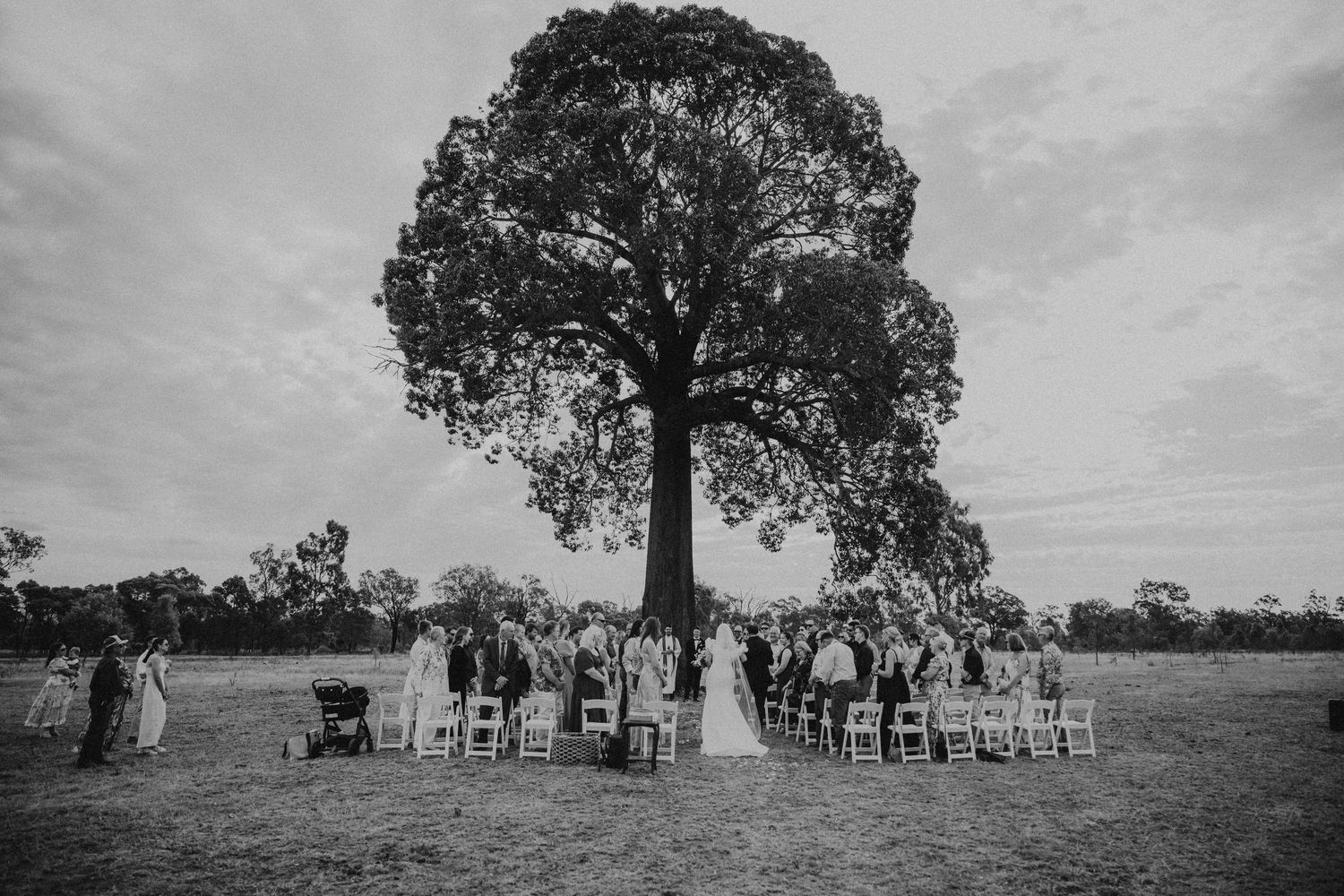 A rustic outdoor wedding ceremony setup with white chairs and a large tree in a rural field.