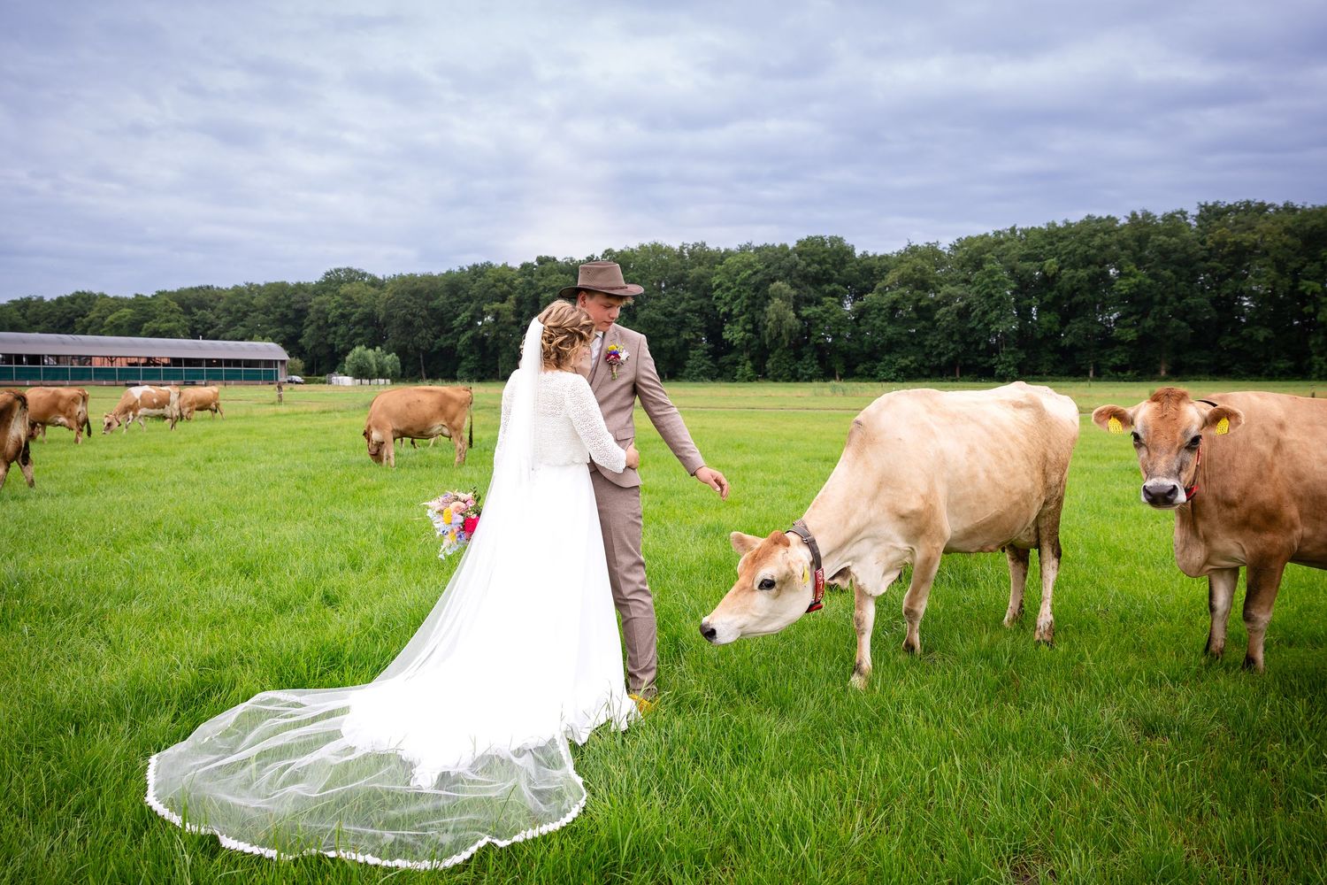 Wedding party in a scenic green pasture surrounded by grazing cattle.