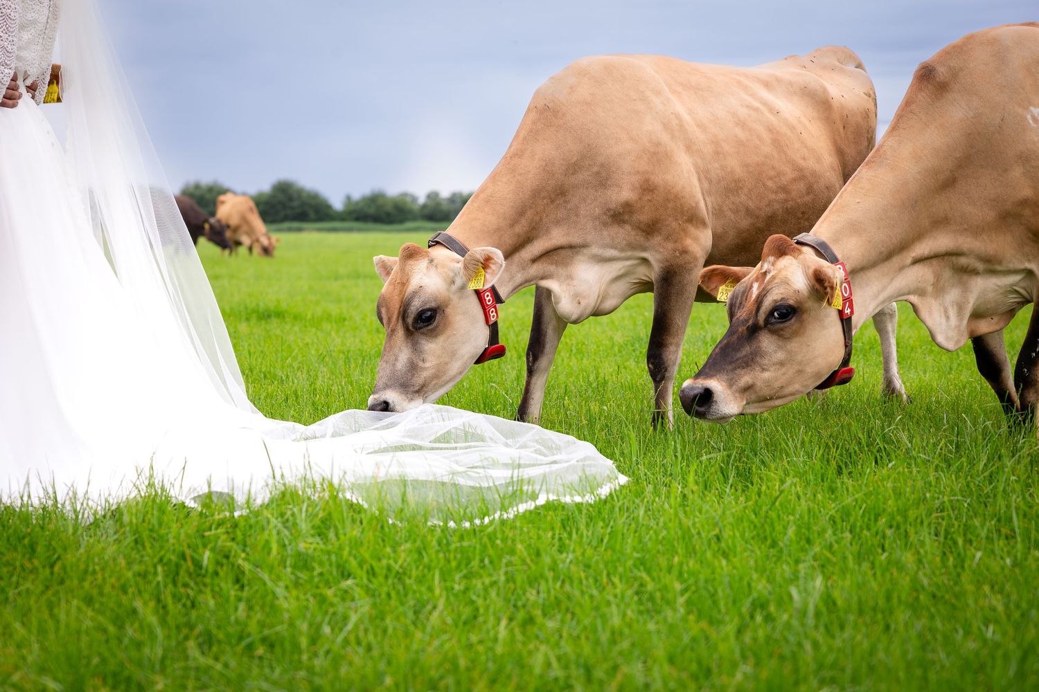 Brown cows grazing in a lush green field near a wedding dress.