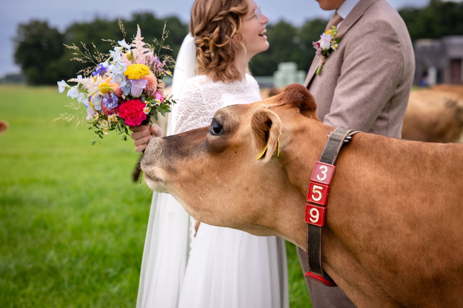 Wedding celebration in a pastoral setting with curious brown cows approaching.