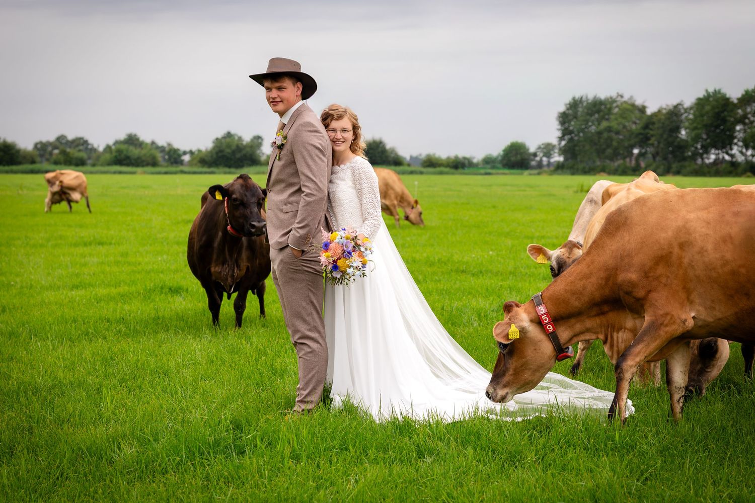 Bride and groom pose in green pasture with grazing brown cows on their rustic farm wedding day.