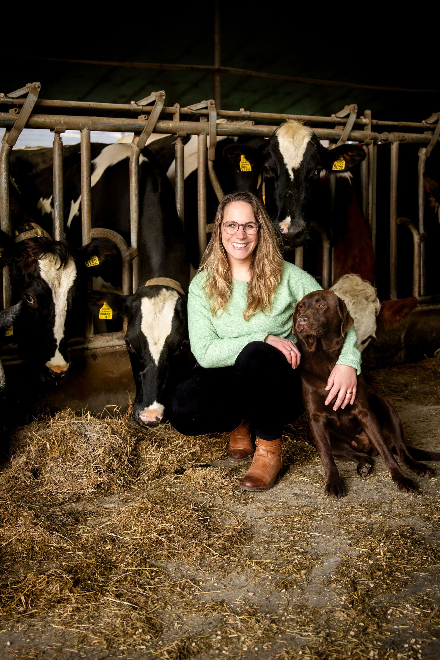 Person in green shirt sitting with dairy cows in barn with straw bedding.