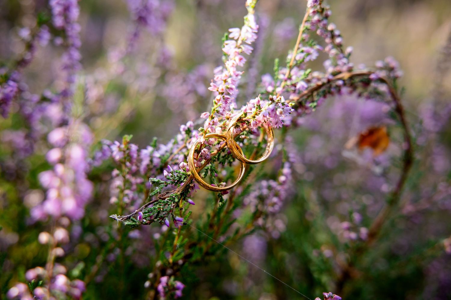 Purple wildflowers and golden wedding rings create romantic macro photography composition.
Paarse wilde bloemen en gouden trouwringen