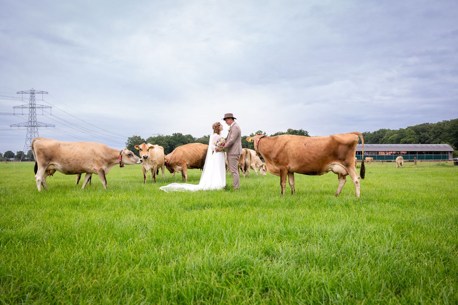 Panoramic view of a farm wedding photoshoot with cows in a green field.