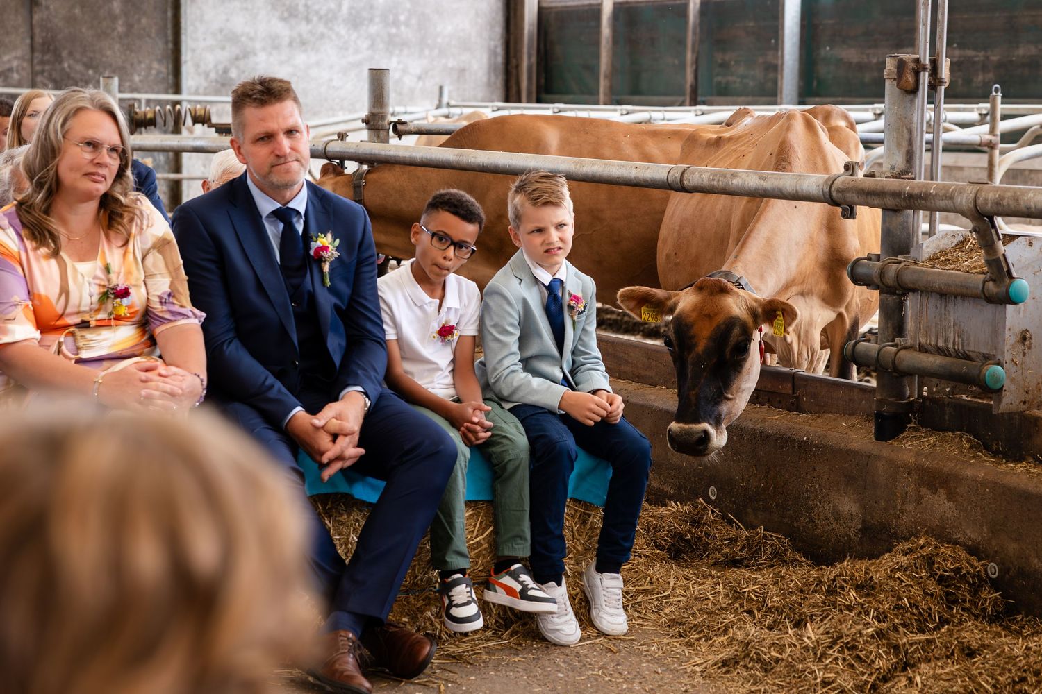 Wedding guests seated in a barn stall with a curious brown cow peering through the fence.