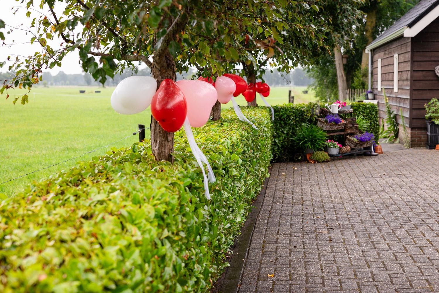 Decorative red and white balloons tied to garden bushes outside.