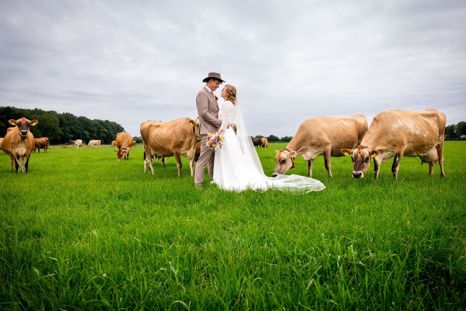 Romantic wedding couple poses in a green pasture with grazing cows in the background.