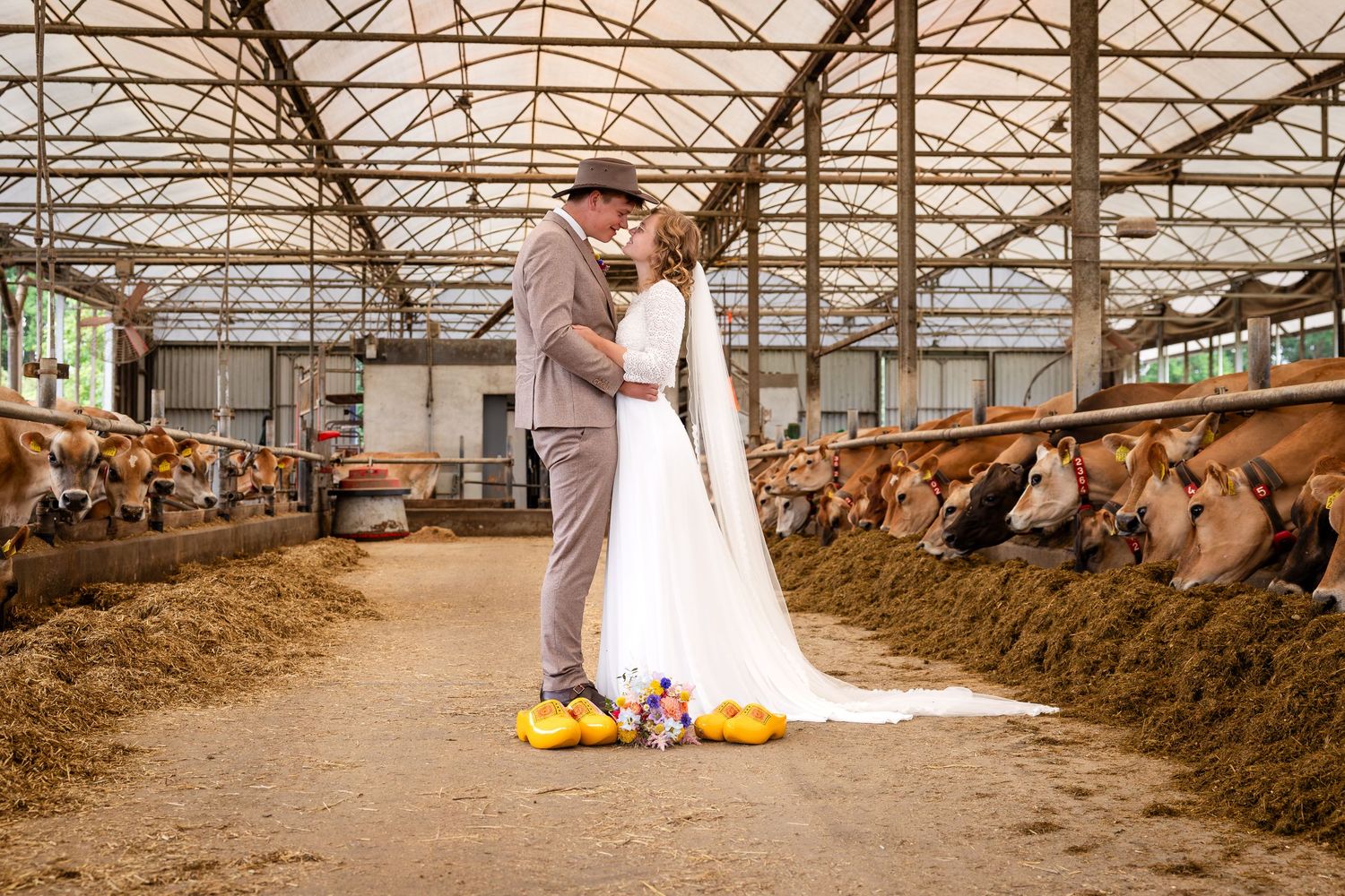 trouwfoto's tussen de koeien op de boerderij in Overijssel