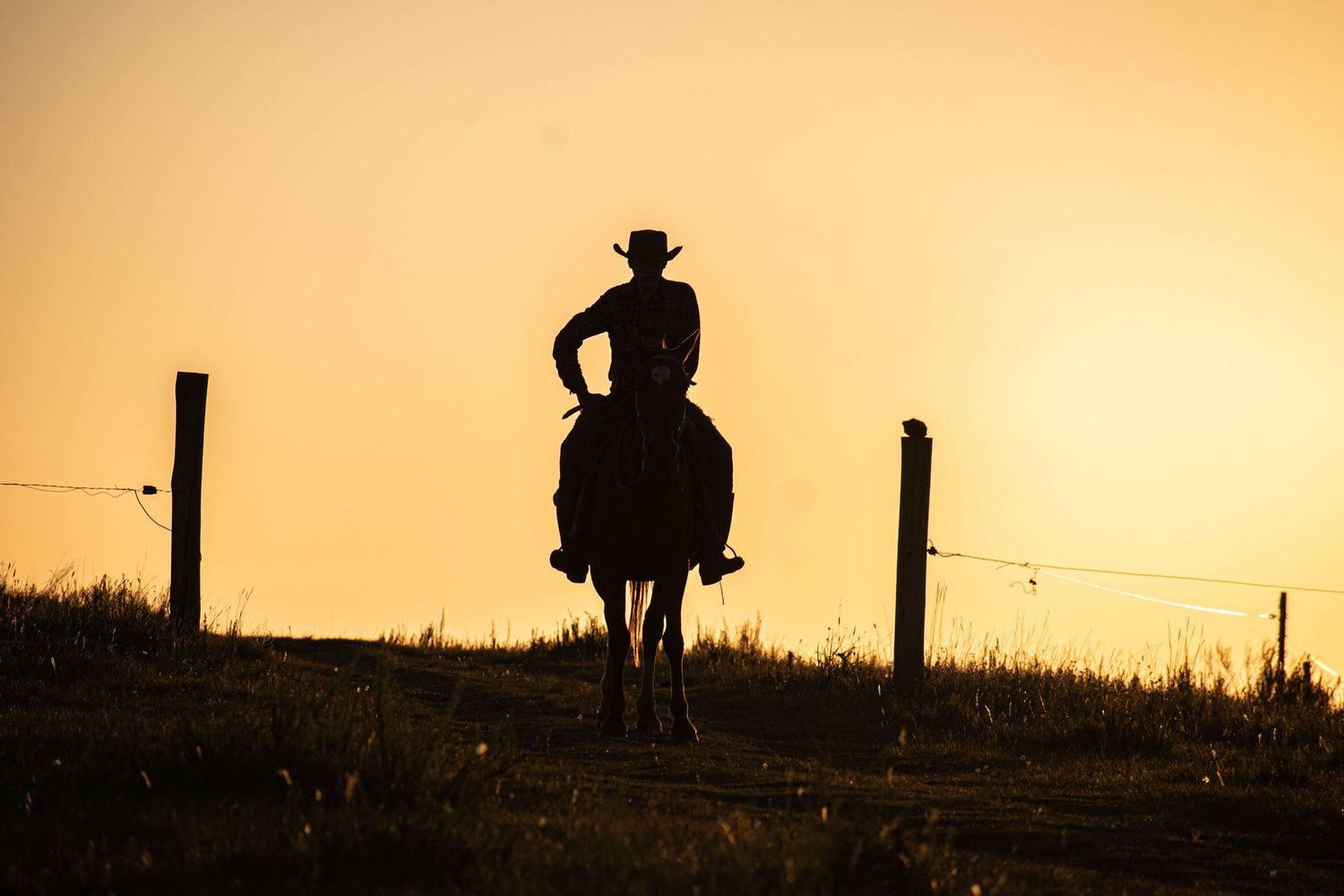 Cowboy sunset silhouette