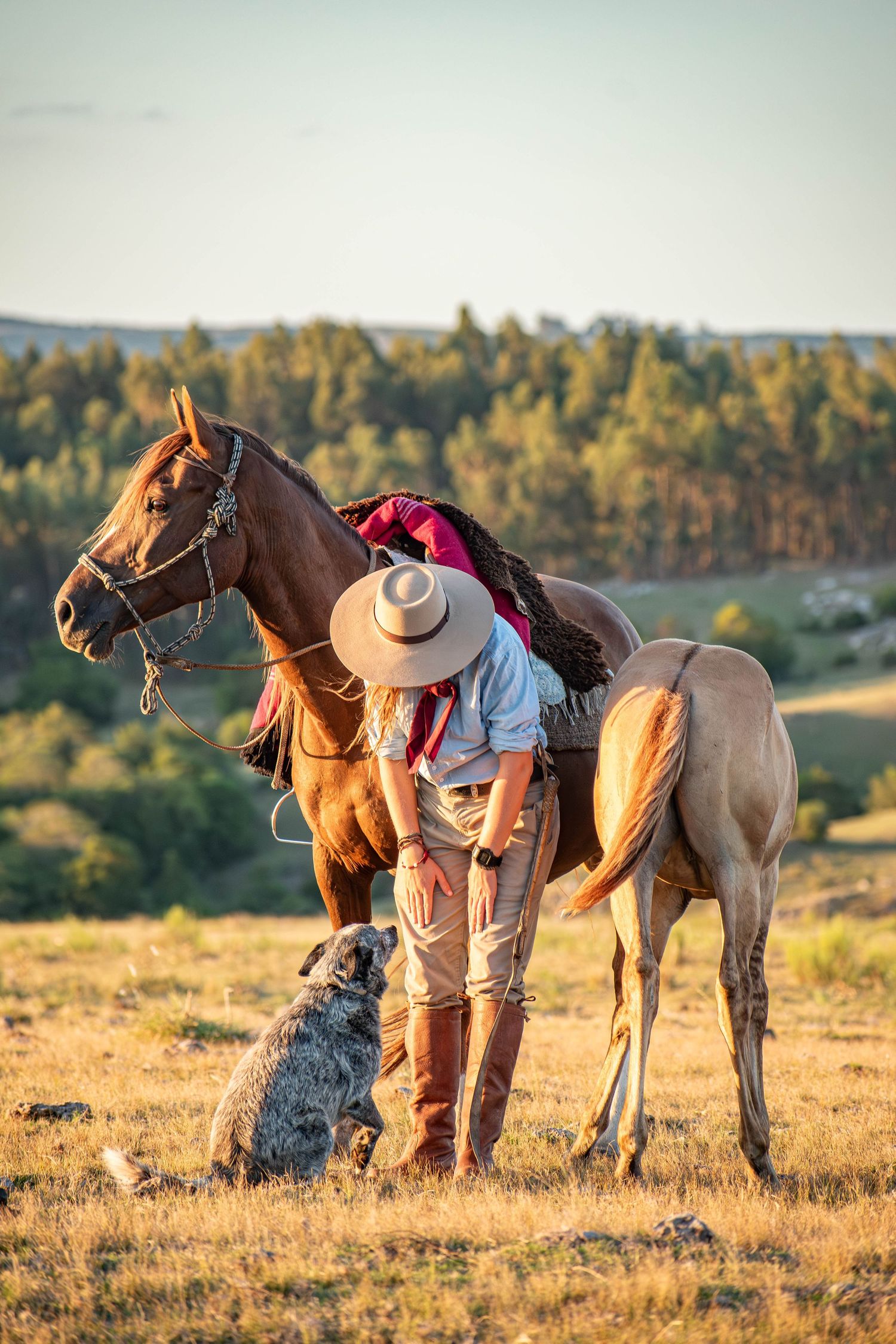 Equine gaucha dog sunset