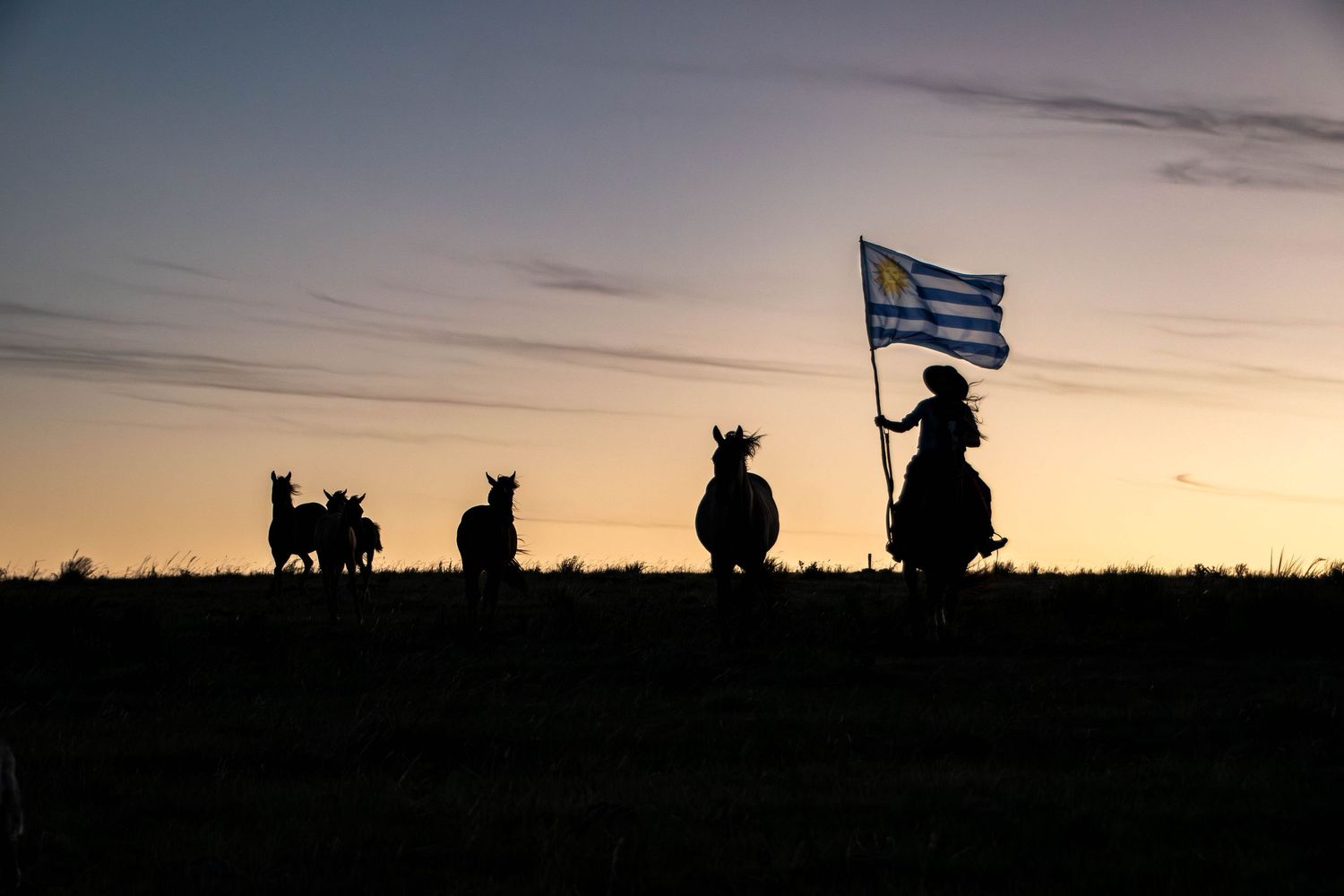 Herd of horses rider carrying flag