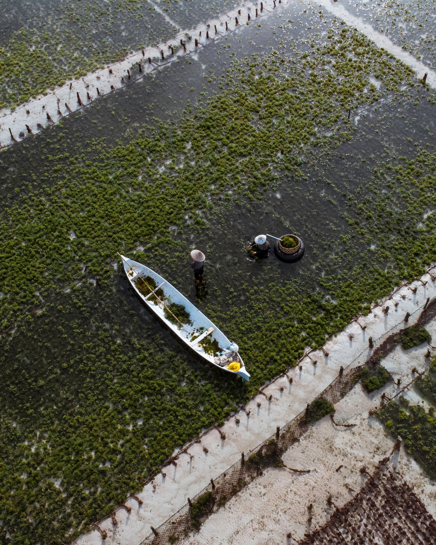Aerial view of boats moored along a wooden boardwalk surrounded by green vegetation.