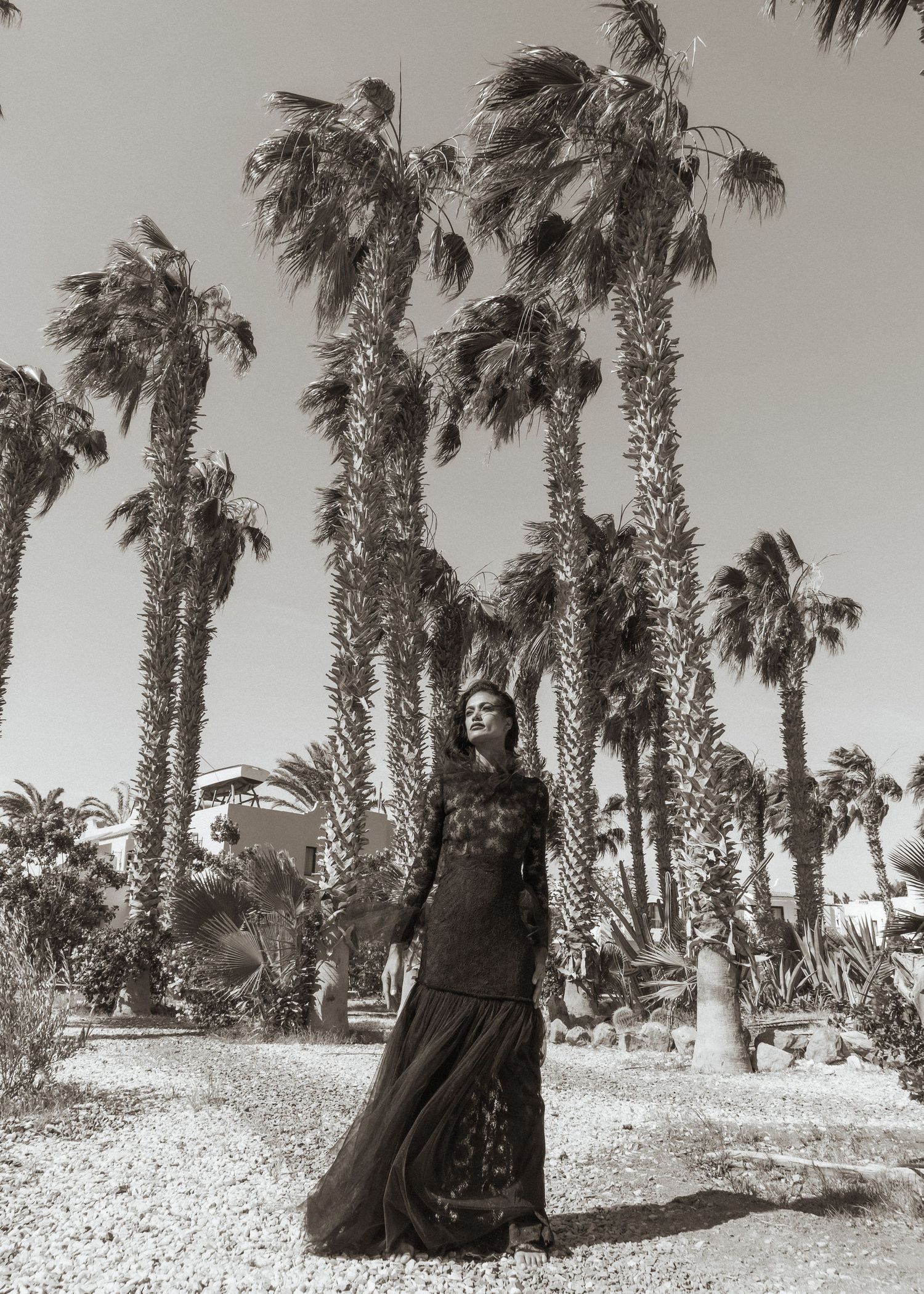 Vintage black and white photo of palm trees lining a desert landscape.