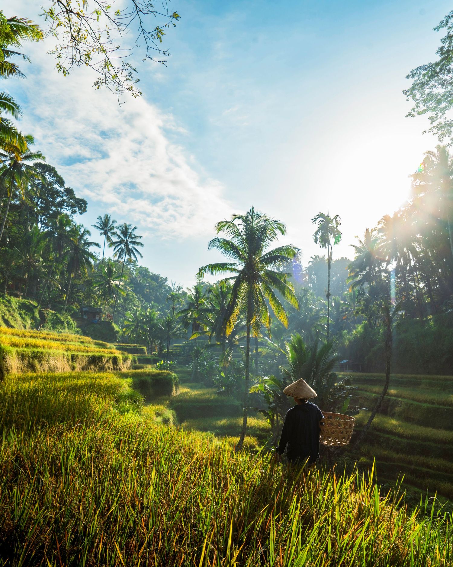 Golden rice terraces and palm trees backlit by sunset in a tropical landscape.