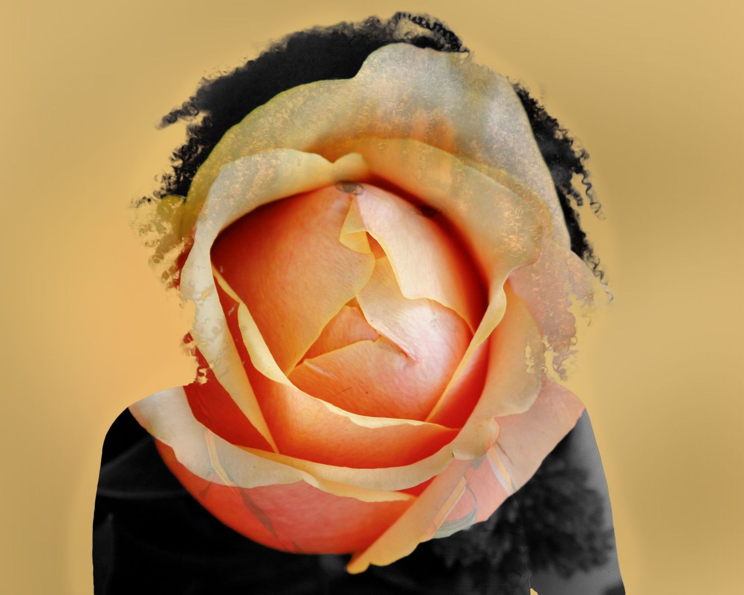 Peach colored roses blooming in sequence against a warm golden background.