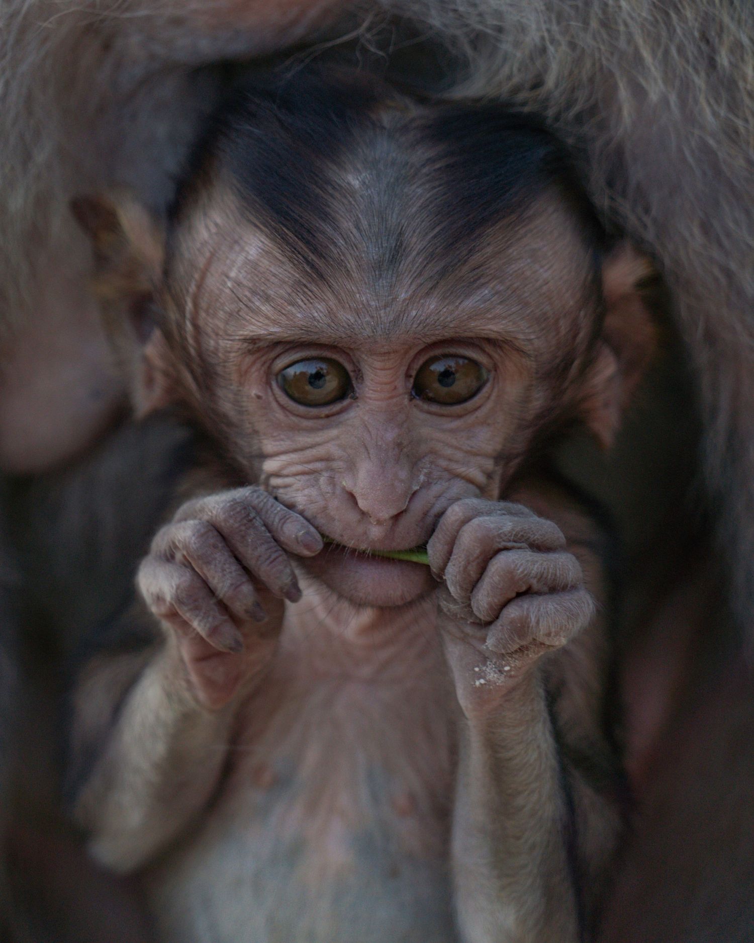 Close-up portrait of a baby monkey with large curious eyes.